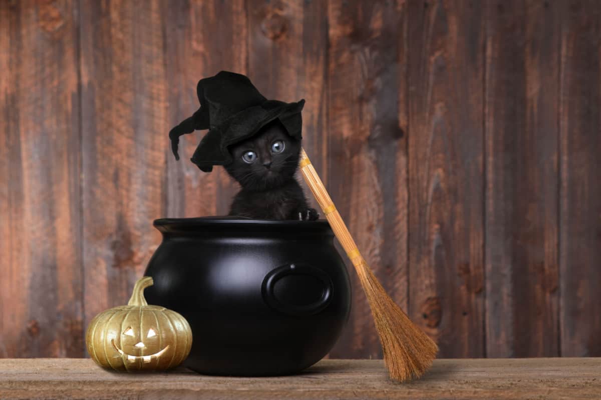 An adorable black kitten, costumed as a witch with a hat and broom, sits in a cauldron