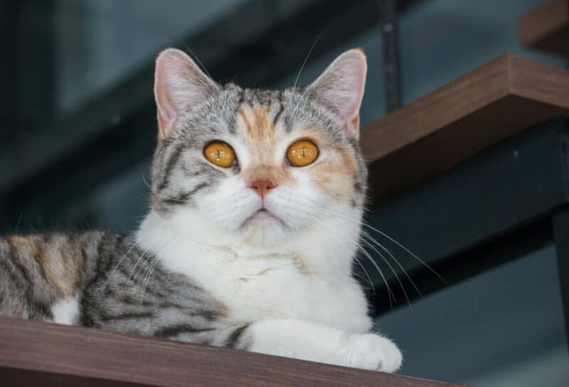 American wirehair cat