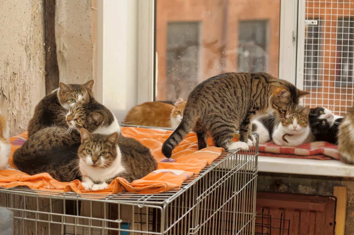 many tabby cats at a shelter