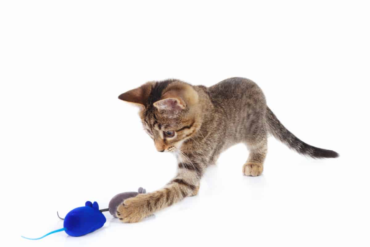 kitten playing with a blue and gray toy mouse