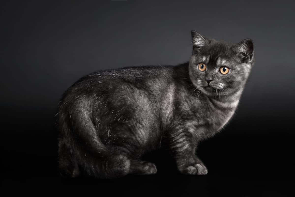 All Cats are Grey in the Dark: colours and patterns in your cat's coat -  noba animal co.