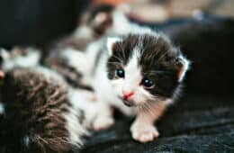 A closeup shot of a cute baby kitten