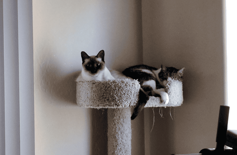Two cats on a cat tree