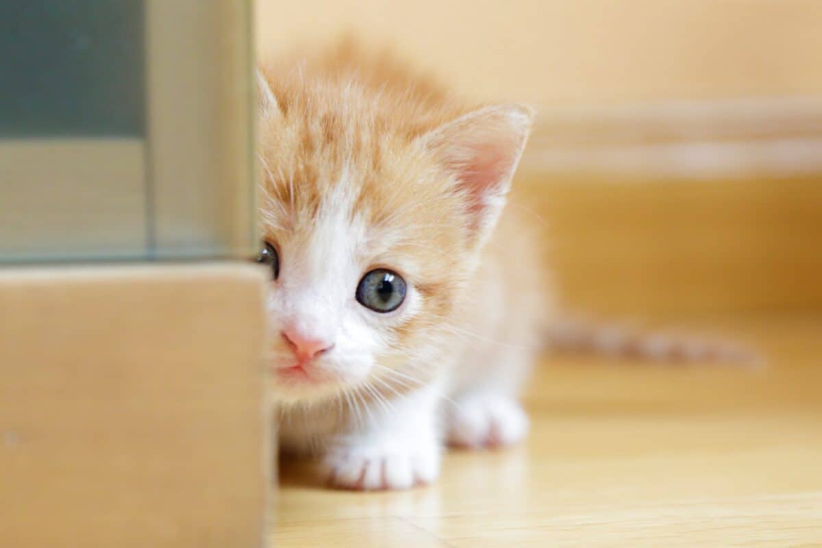 cute kitten hiding