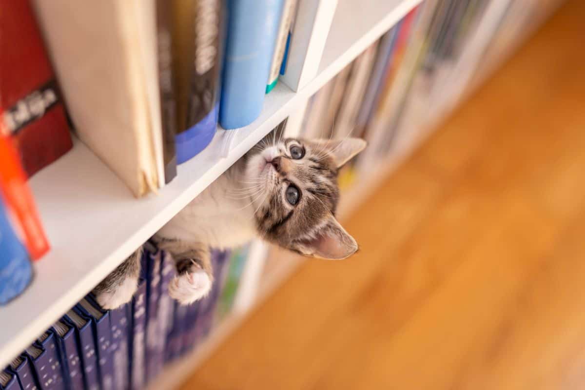 kitten in a bookcase