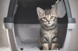 Kitten in carrier