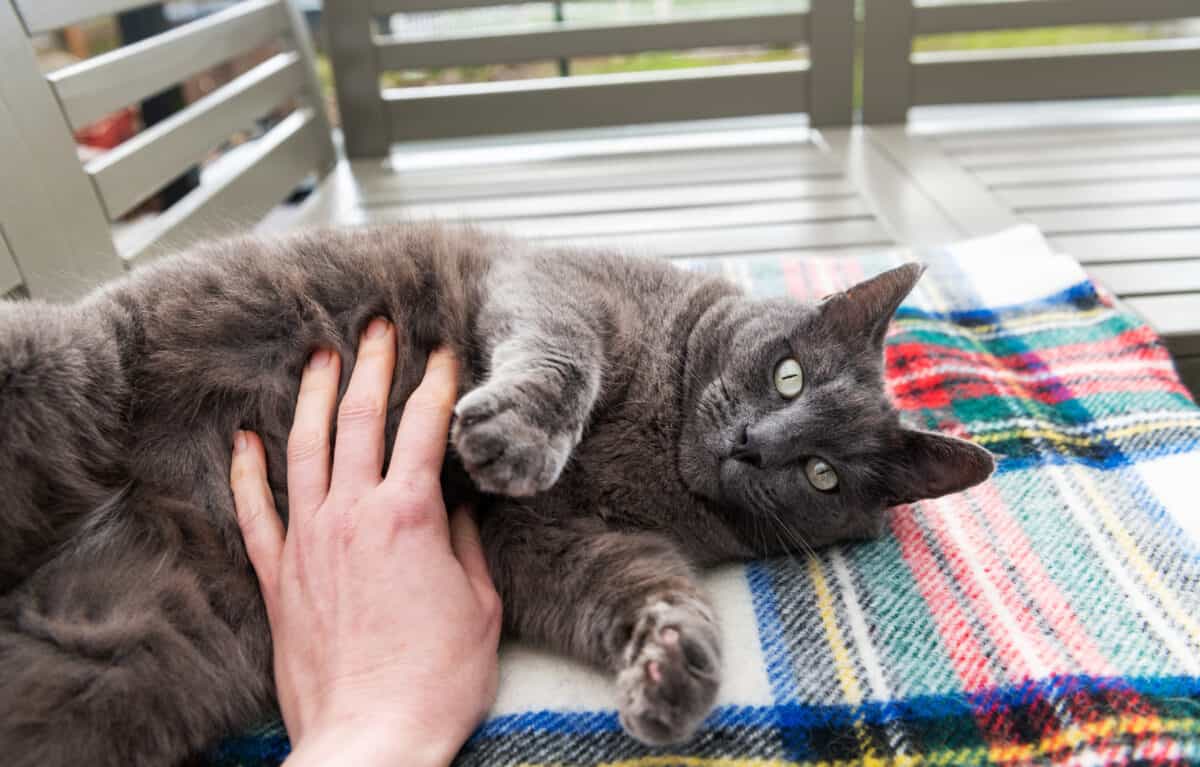 cat getting his belly rubbed