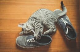 Cat with shoes