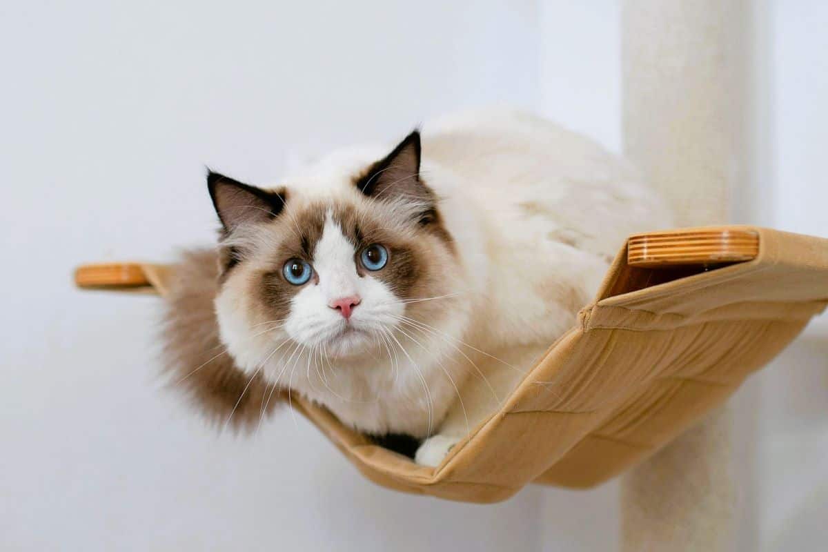 Ragdoll cat on a cat shelf