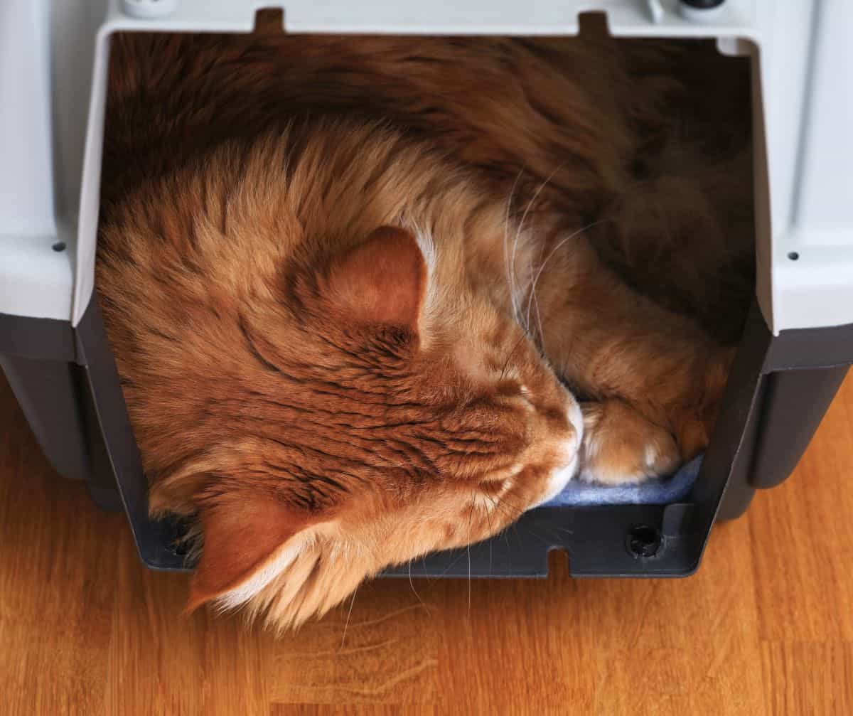 Maine coon cat in small carrier