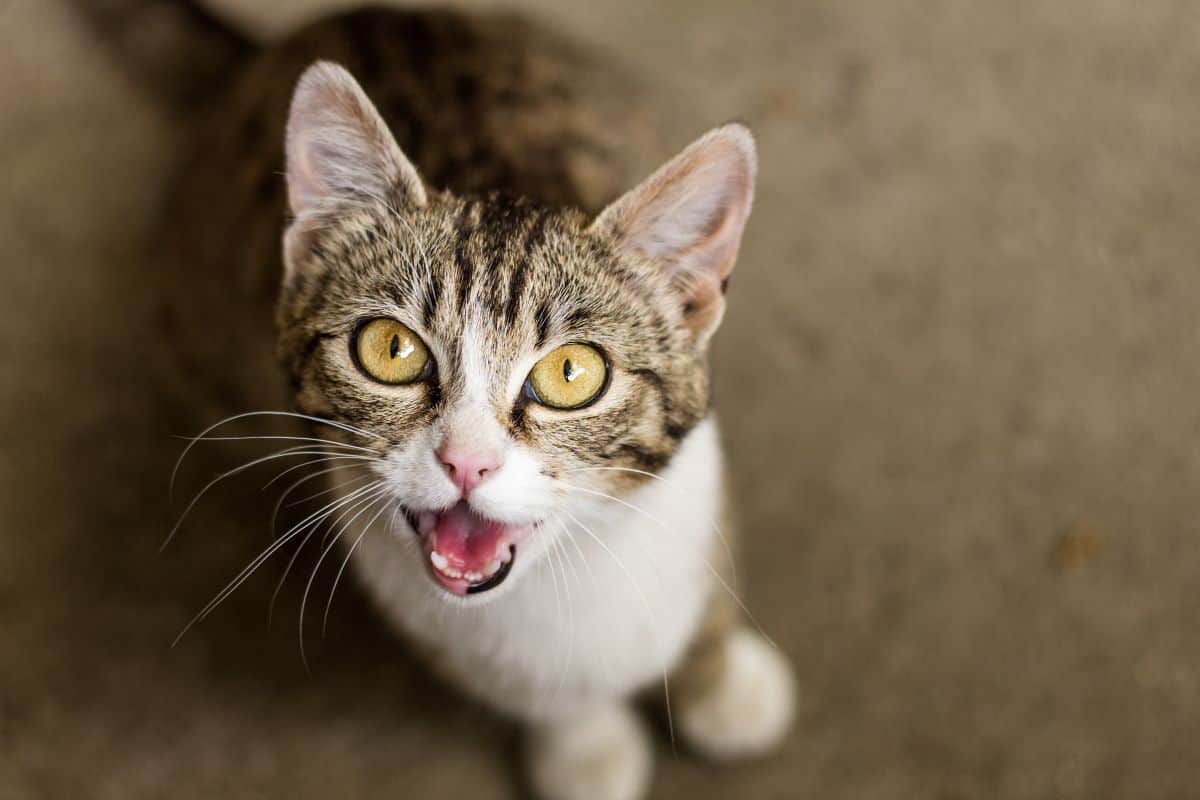 cat behavior problems - vocal cat meowing