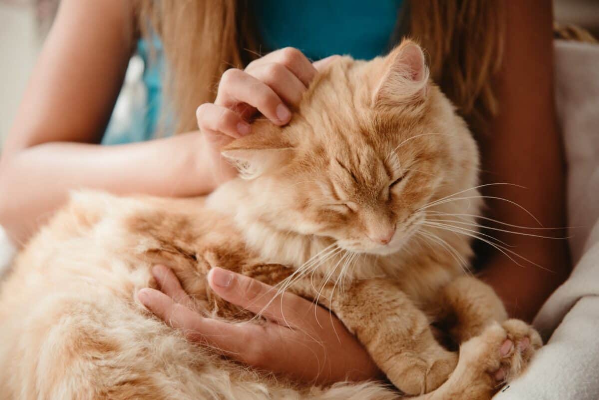 cat held by owner