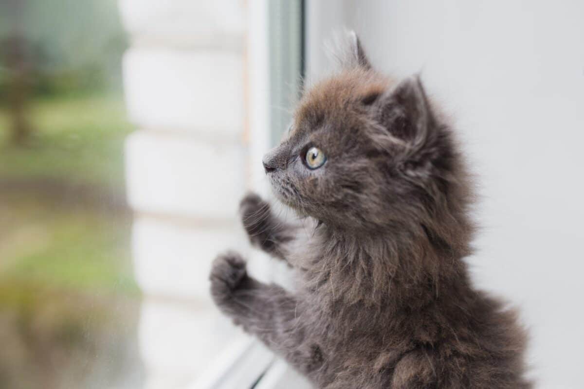 Kitten looking out the window