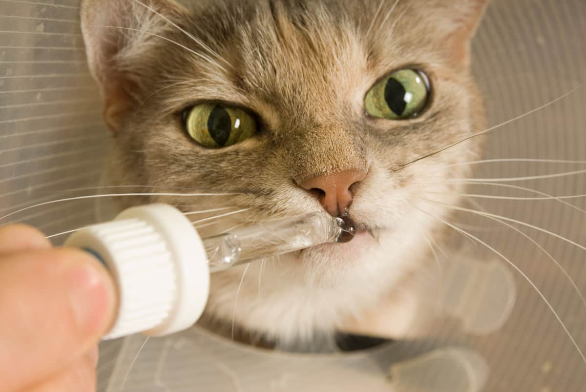 Cat receives medicine