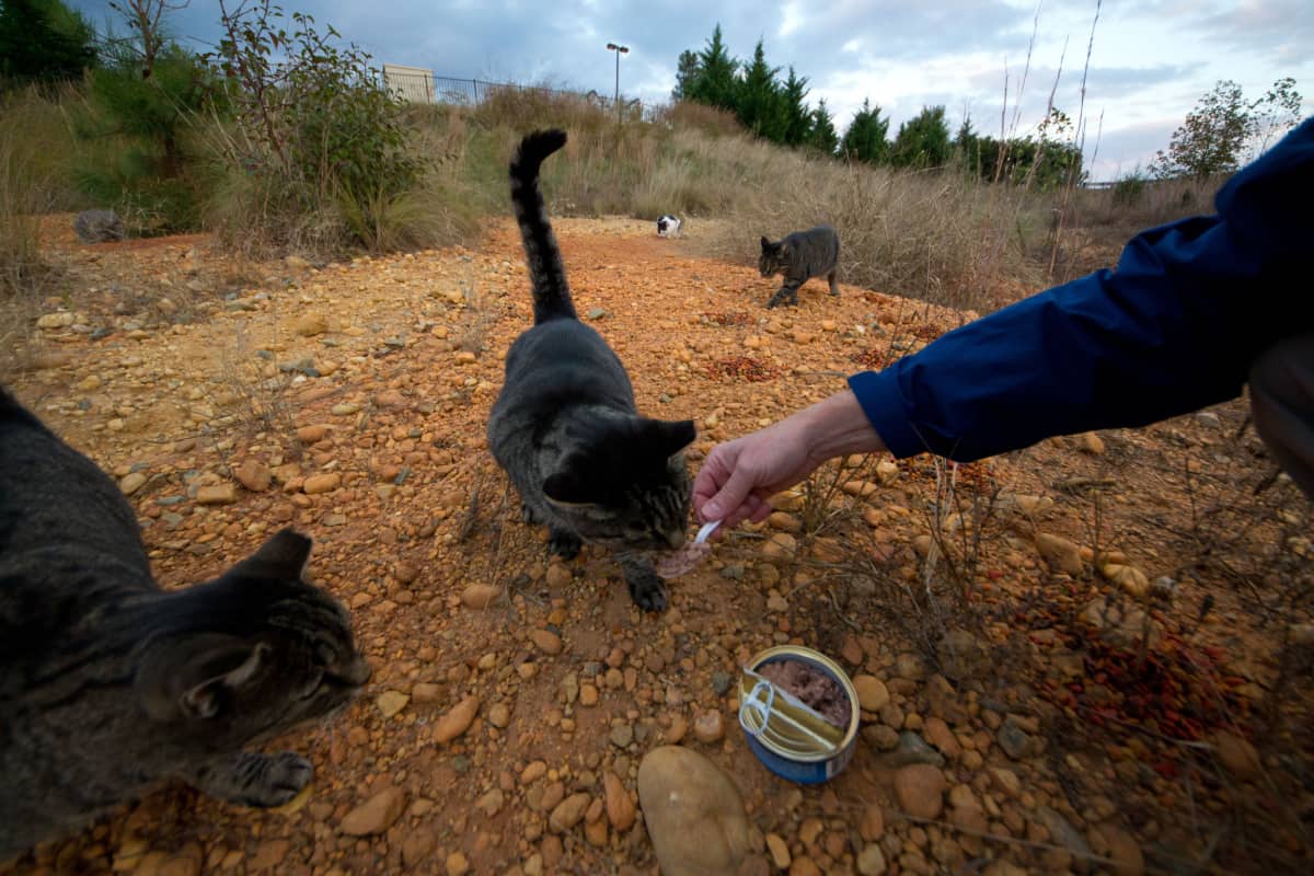 Feeding feral cats in the grassland