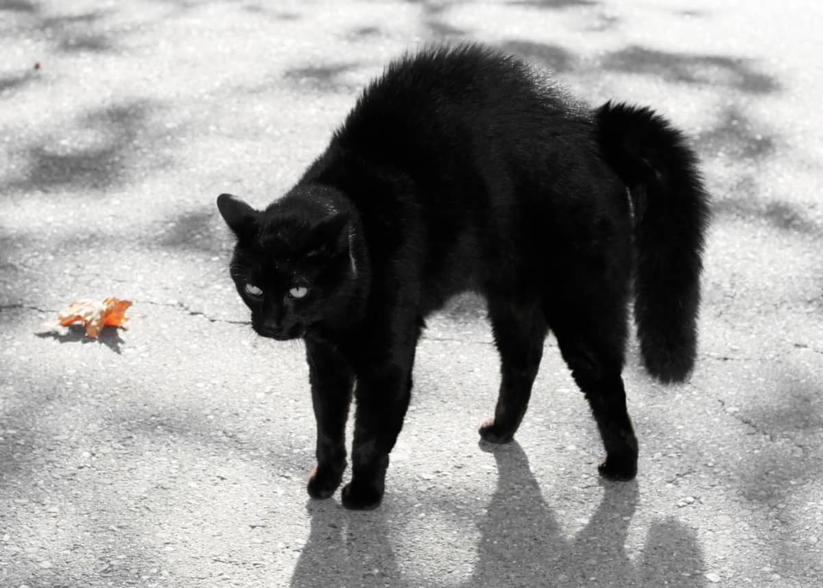black cat with haunches up