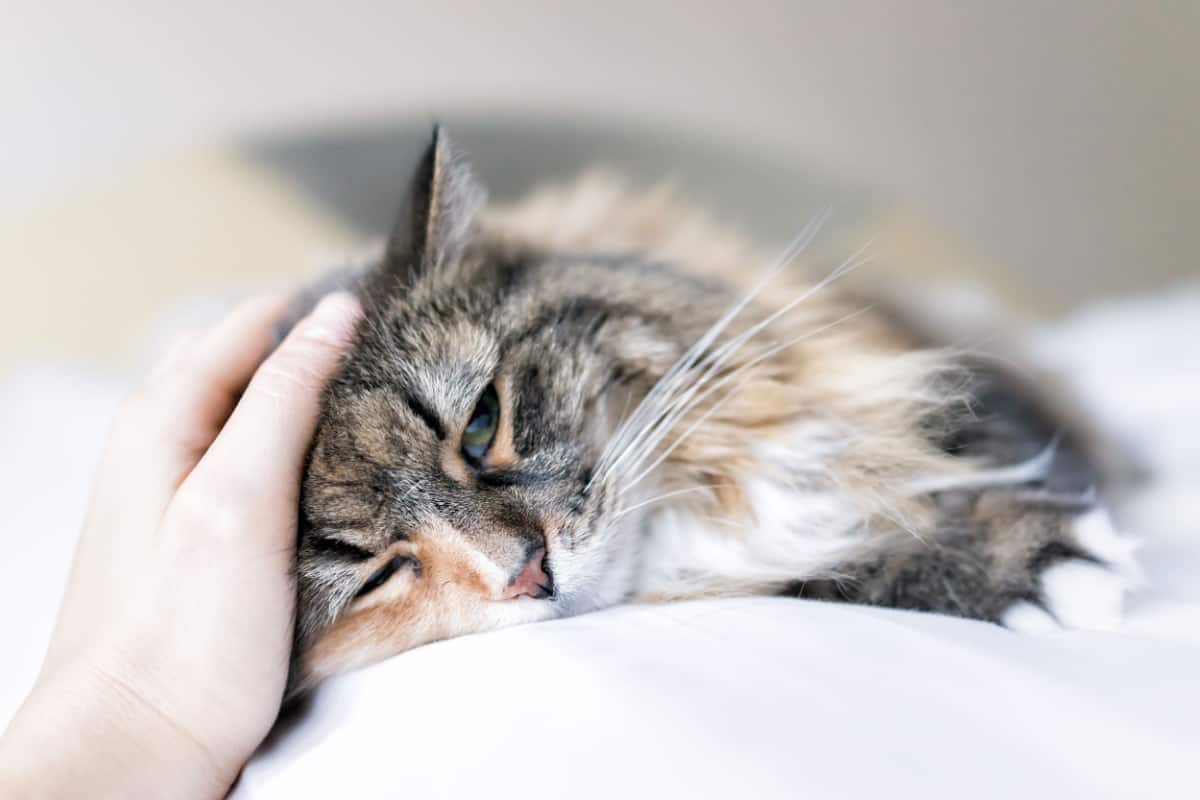 maine coon cat lying on bed petted on forehead 