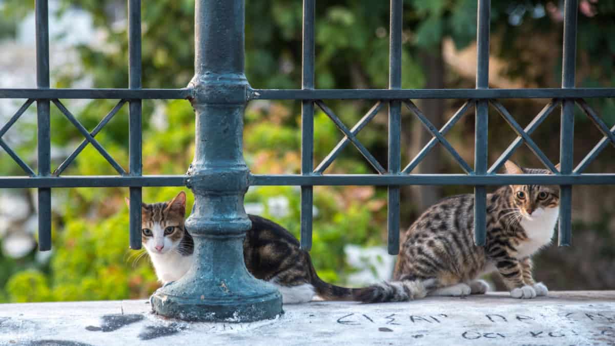 Two feral cats sitting behind fence on wall