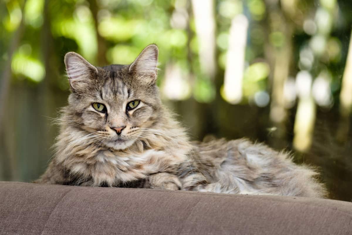 Close up view of a Maine Coon laying in couch