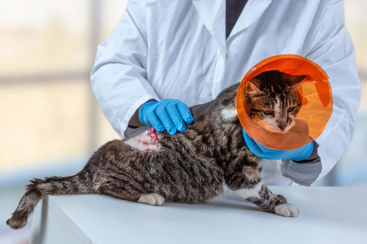 Cat with collar after tumor removing surgery - vaccine-associated sarcoma in cats