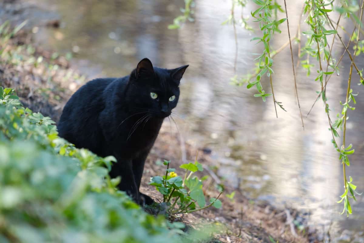 black cat near the river