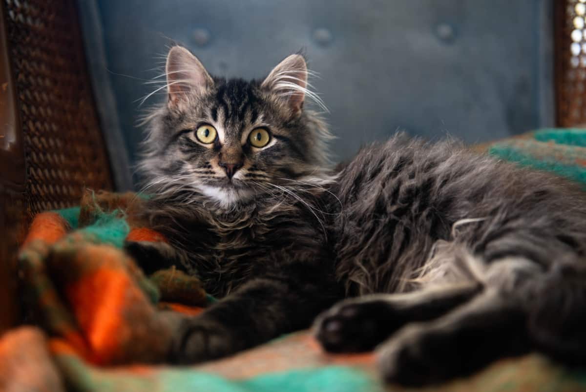 Brown tabby Main Coon cat