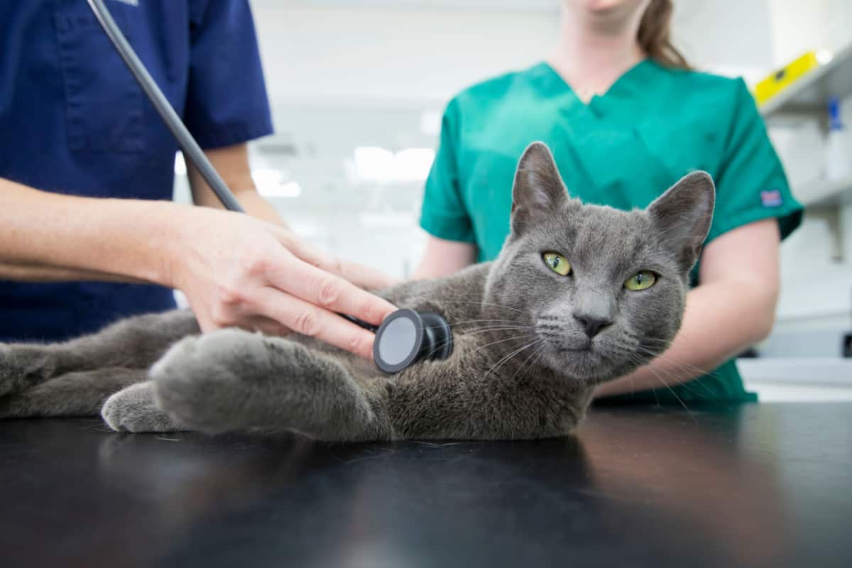 Vet examining pet cat with stethoscope