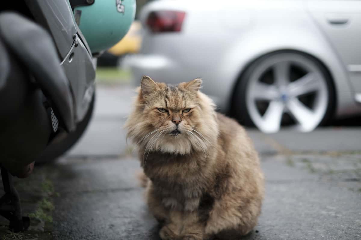 cat sitting at car park