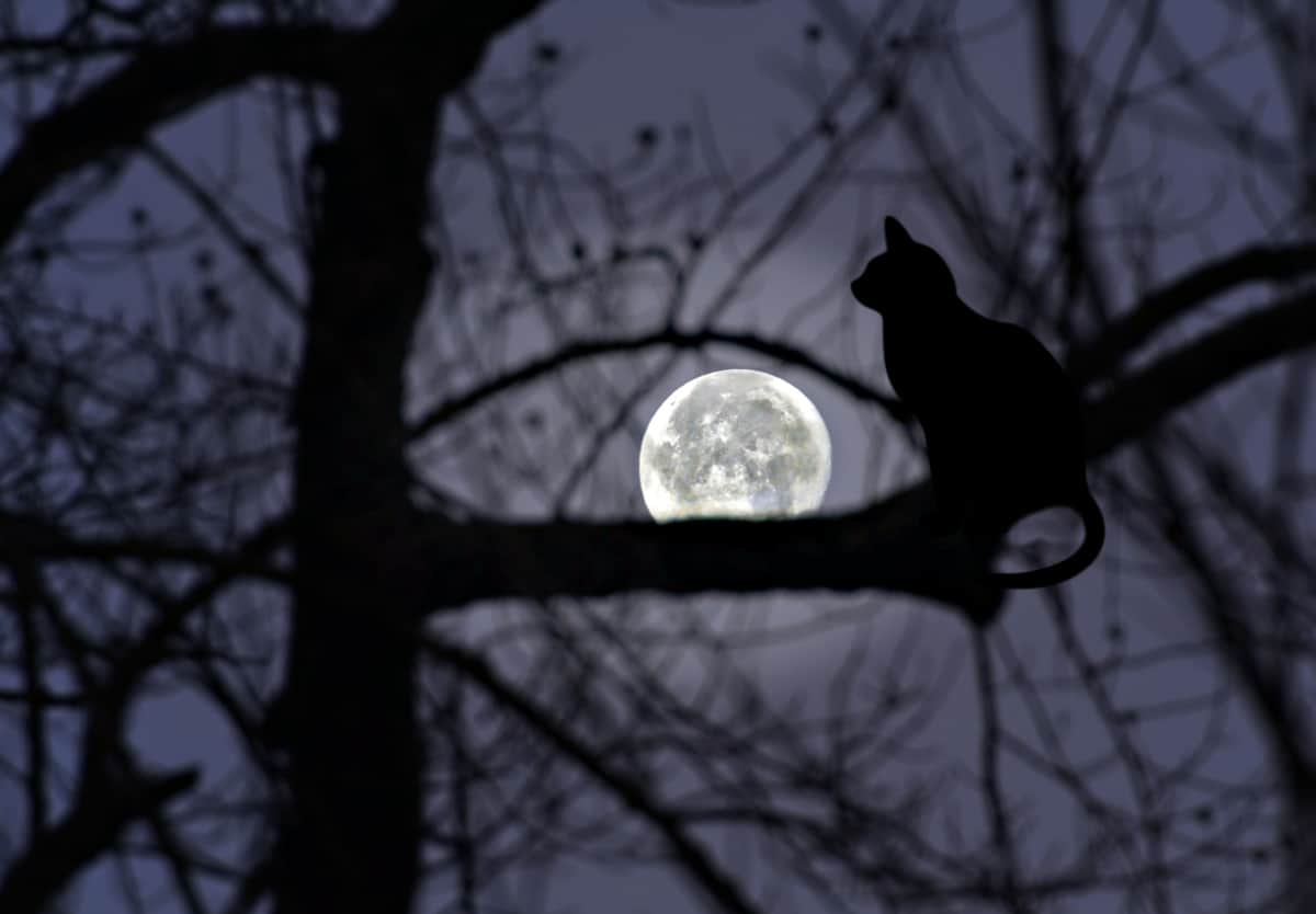 Silhouettes of trees, and a cat with the full moon 