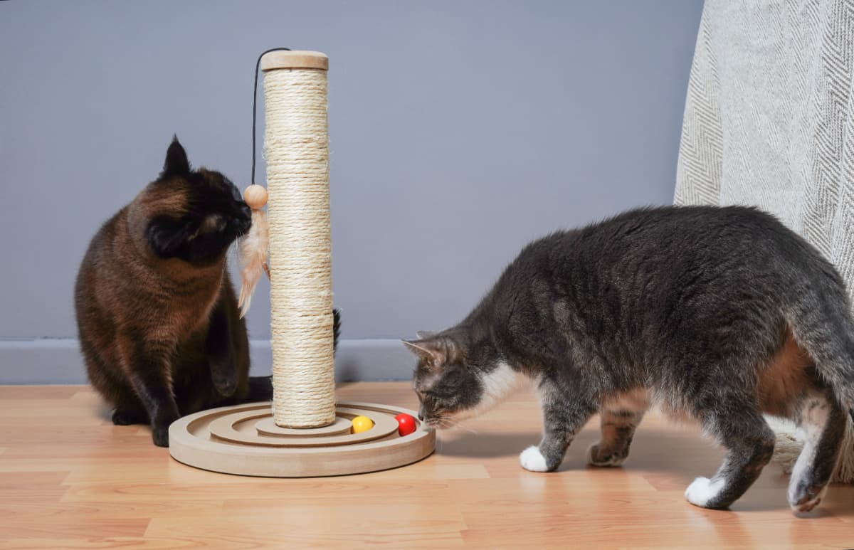 Dos gatos curiosos examinando nuevos juguetes y árbol para gatos.