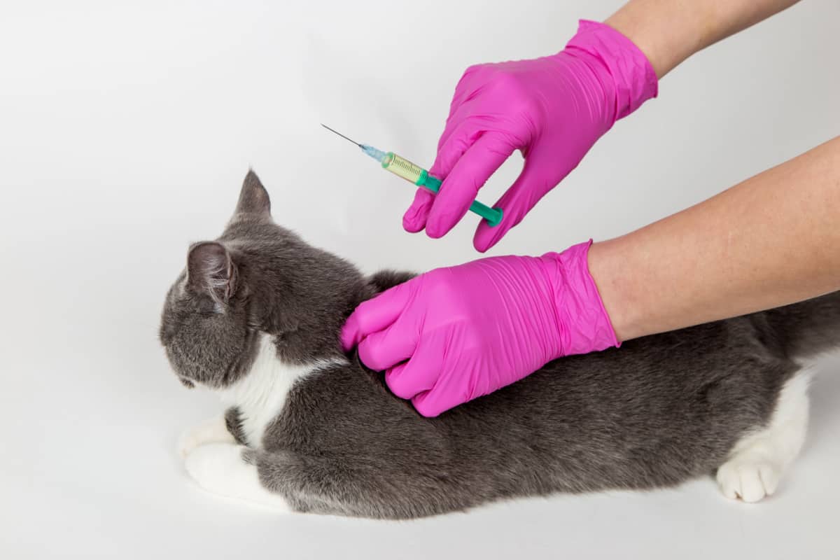 Cat vaccinated -