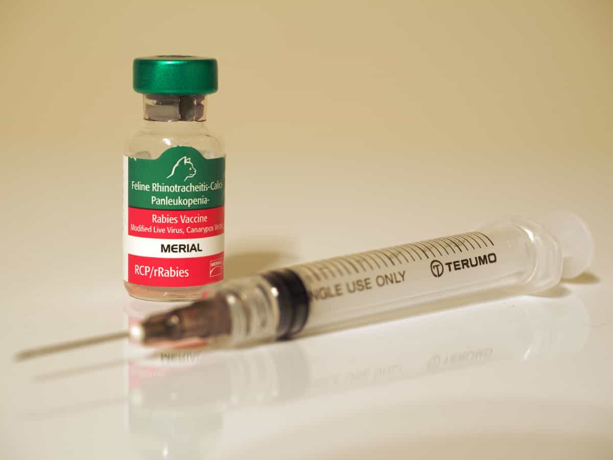 bottle of rabies vaccine and a syringe - vaccine-associated sarcoma in cats