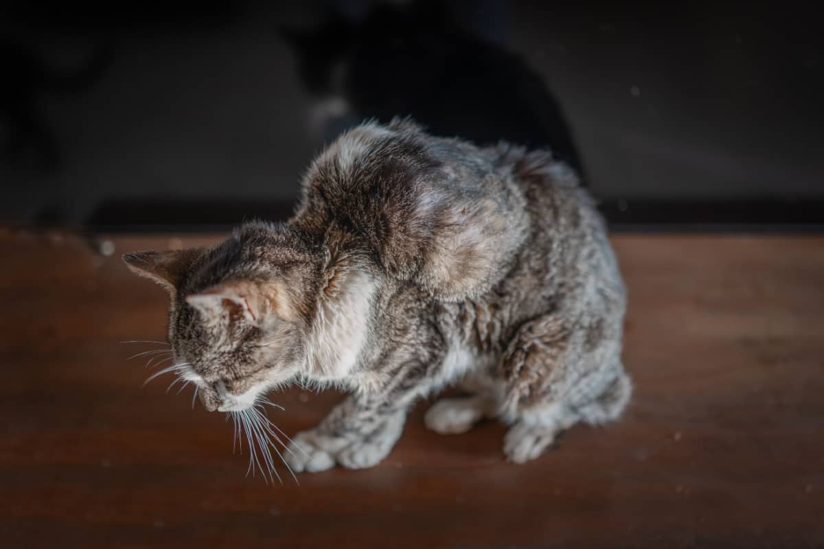 cat with a tumor on his back - vaccine-associated sarcoma in cats