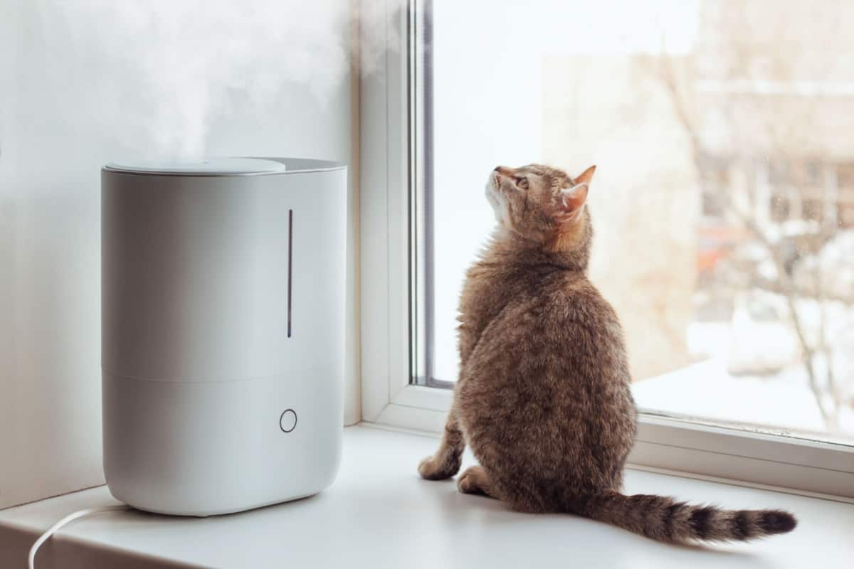 young tabby cat sits on the windowsill and looks at the steam from the white air humidifier