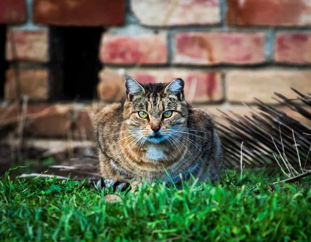 feral cat staring straight intensely