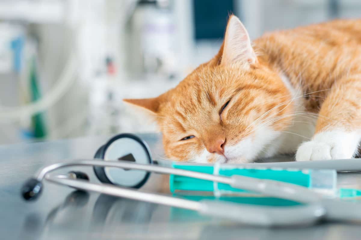 sleeping cat lying on a table near a syringe and a stethoscope - vaccine-associated sarcoma in cats
