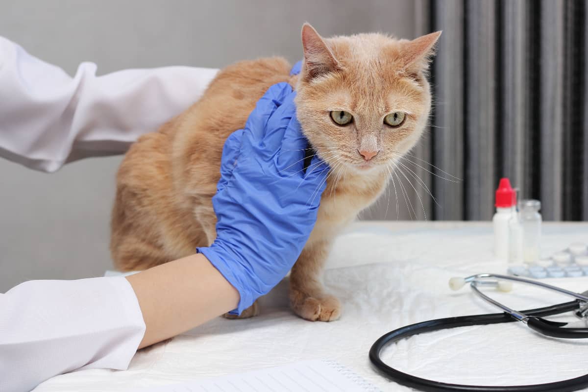 A red cat is being examined by a veterinarian - vaccine-associated sarcoma in cats