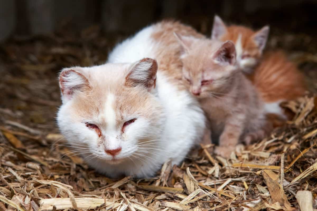 Sick mother and kittens in the barn