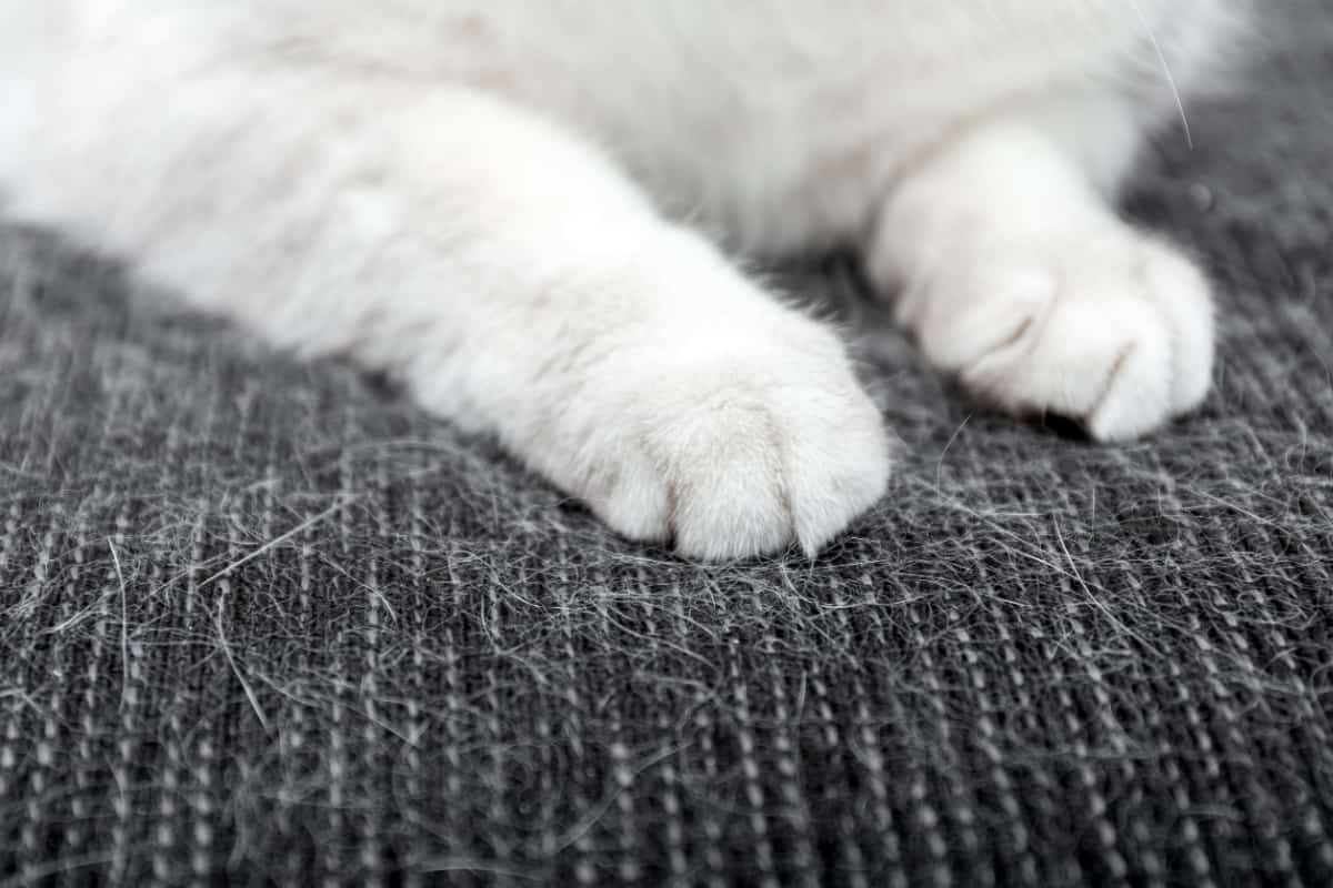  White cat fur on a black sofa