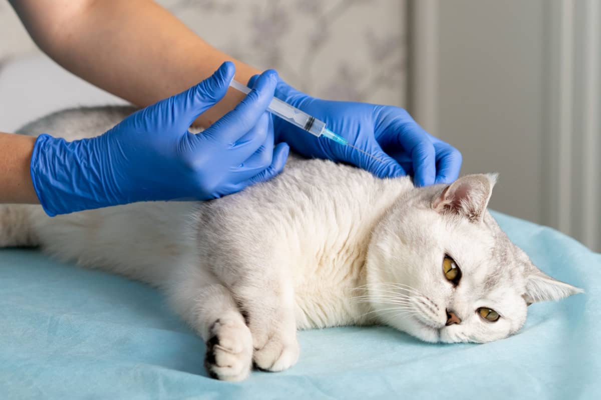 veterinarian injecting a thoroughbred Scottish cat