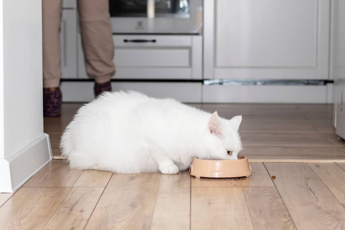 Big white cat eats food from a bowl 
