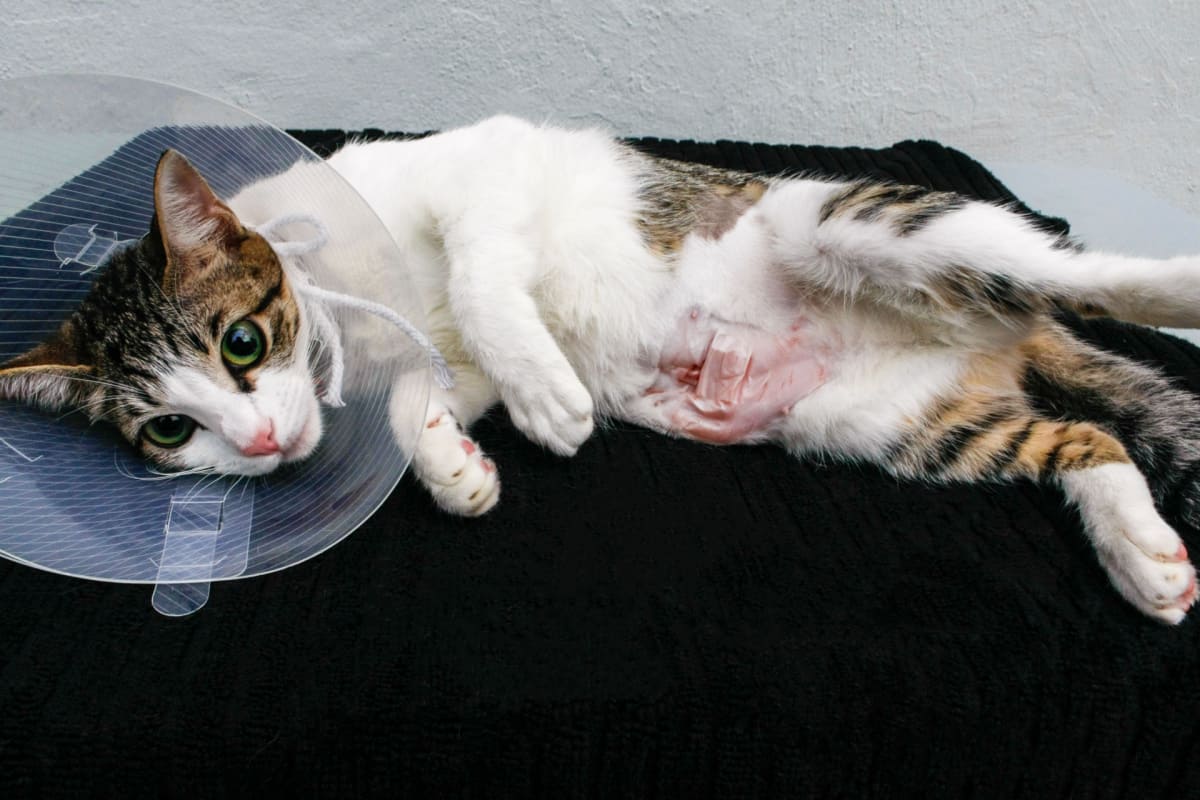 cat is recovering from spay operation 