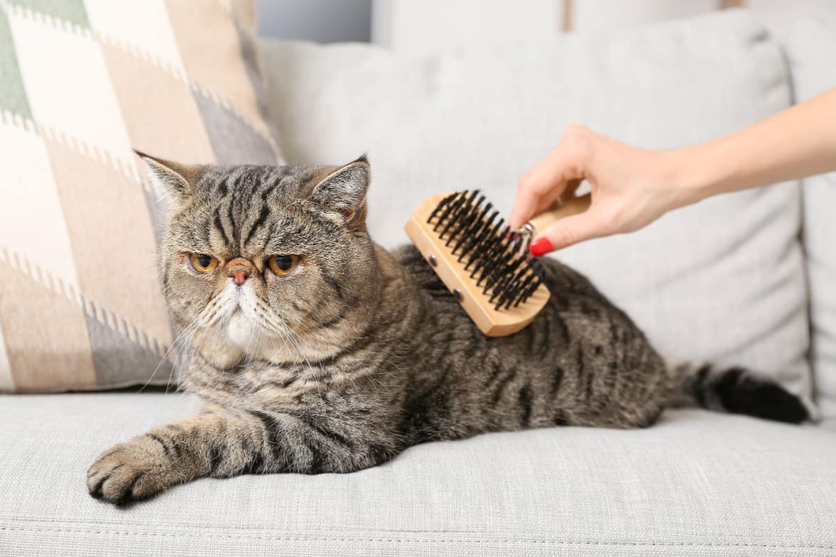 brushing Exotic Shorthair cat