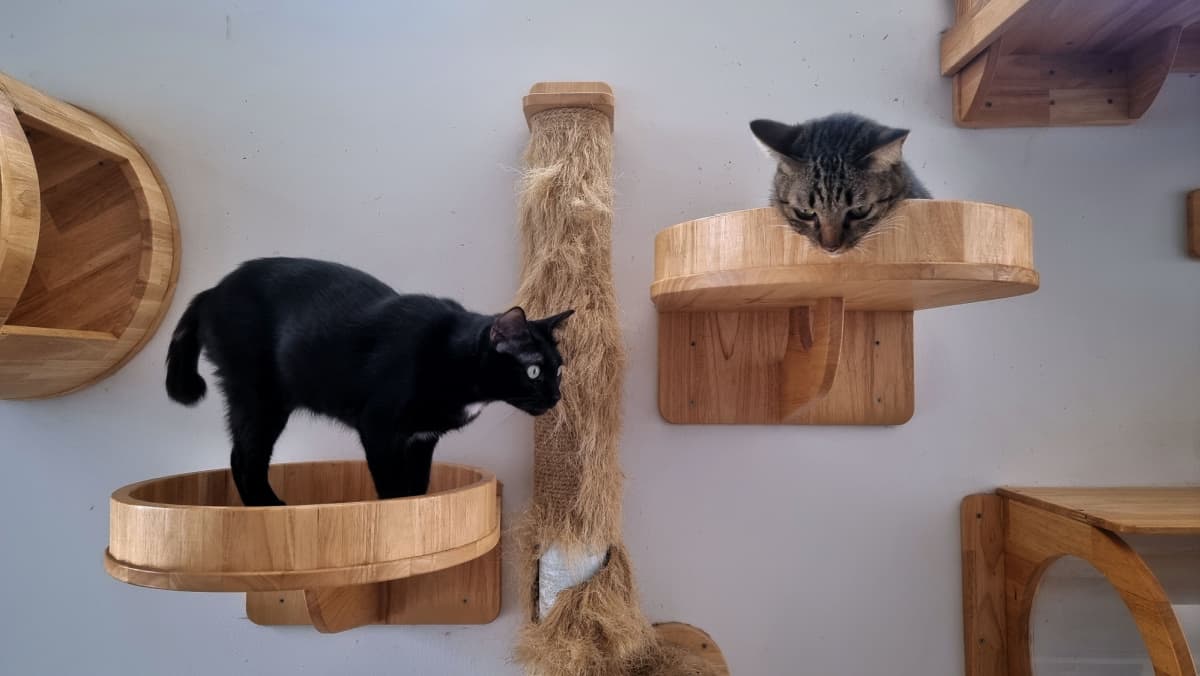 dos gatos en paisajes modernos de paredes trepadoras para gatos