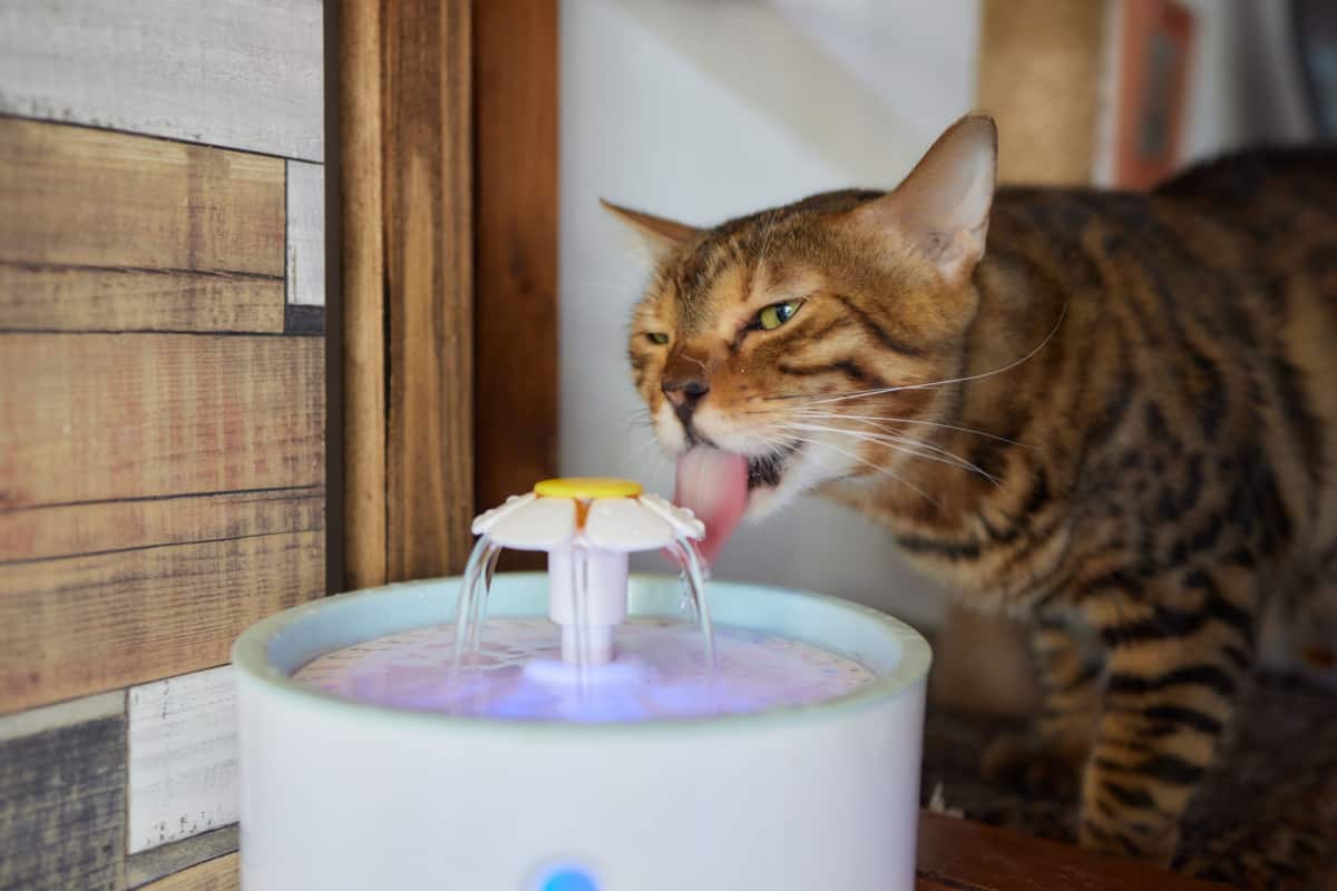 cat drinking in water fountain