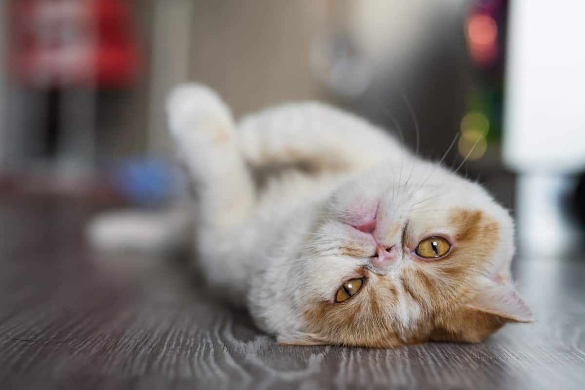 adorable brown yellow Exotic shorthair cat lying down and look at camera on wooden floor