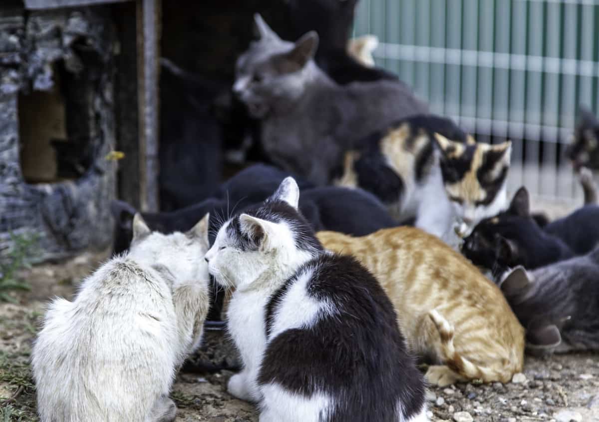 colony of feral cats outdoor