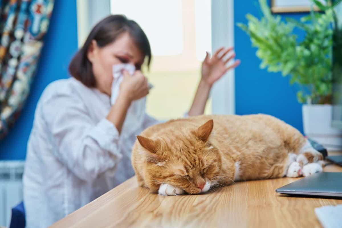 female sneezing in napkin with red cat sleeping on the side