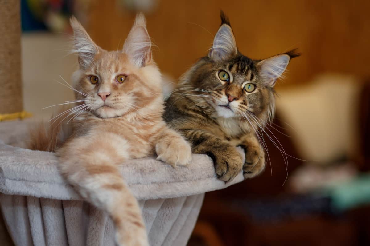 two cute striped Maine Coon kittens on a play stand