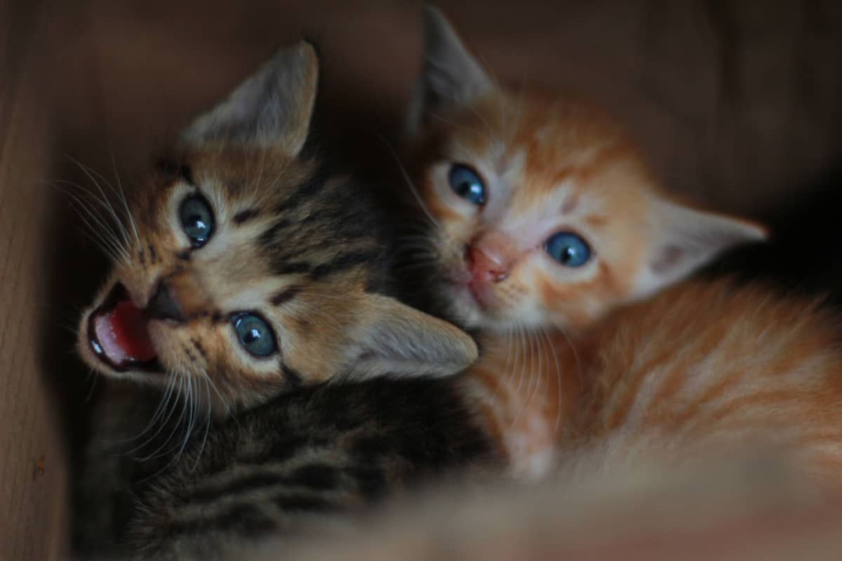 two stray kittens in a box - help during kitten season